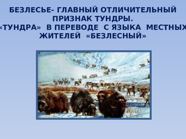 БЕЗЛЕСЬЕ- ГЛАВНЫЙ ОТЛИЧИТЕЛЬНЫЙ ПРИЗНАК ТУНДРЫ. «ТУНДРА» В ПЕРЕВОДЕ С ЯЗЫКА МЕСТНЫХ ЖИТЕЛЕЙ «БЕЗЛЕСНЫЙ» 