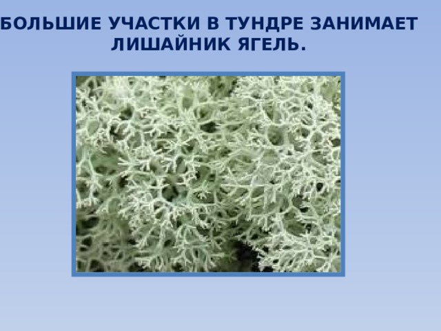 БОЛЬШИЕ УЧАСТКИ В ТУНДРЕ ЗАНИМАЕТ ЛИШАЙНИК ЯГЕЛЬ. 