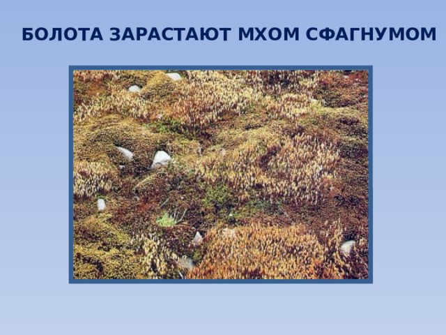 БОЛОТА ЗАРАСТАЮТ МХОМ СФАГНУМОМ 