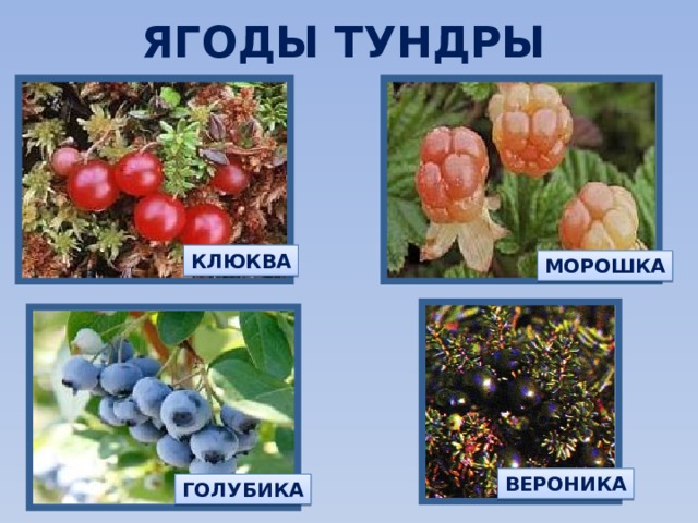 ЯГОДЫ ТУНДРЫ КЛЮКВА МОРОШКА ВЕРОНИКА ГОЛУБИКА 