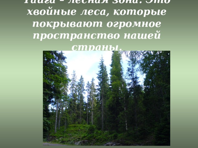 Тайга – лесная зона. Это хвойные леса, которые покрывают огромное пространство нашей страны. 