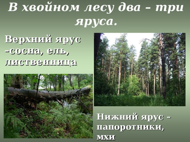 В хвойном лесу два – три яруса. Верхний ярус –сосна, ель, лиственница Нижний ярус – папоротники, мхи 