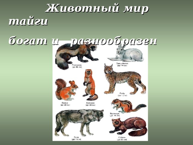  Животный мир тайги богат и разнообразен 
