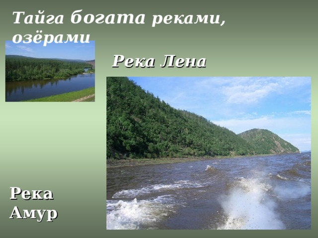 Тайга богата реками, озёрами Река Лена Река Амур 