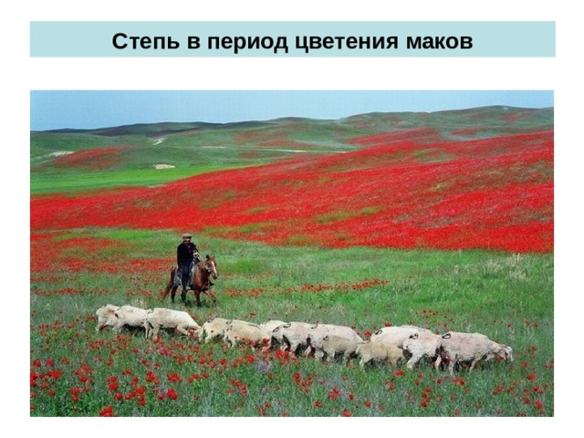 Степь в период цветения маков 