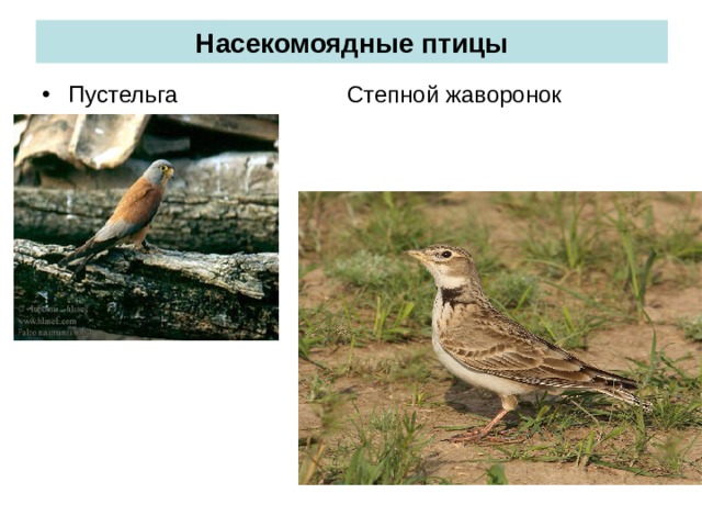 Насекомоядные птицы Пустельга Степной жаворонок 