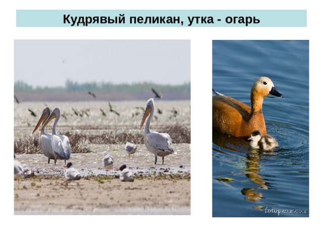 Кудрявый пеликан, утка - огарь 