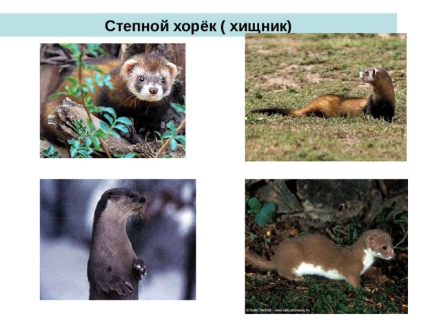 Степной хорёк ( хищник) 