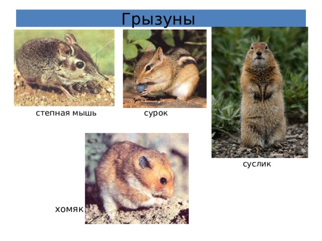 Грызуны степная мышь сурок суслик хомяк 