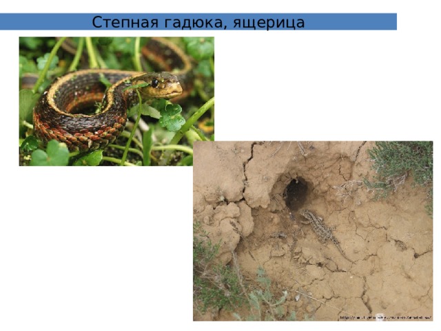 Степная гадюка, ящерица 