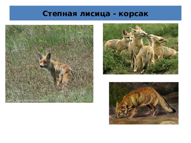 Степная лисица - корсак 