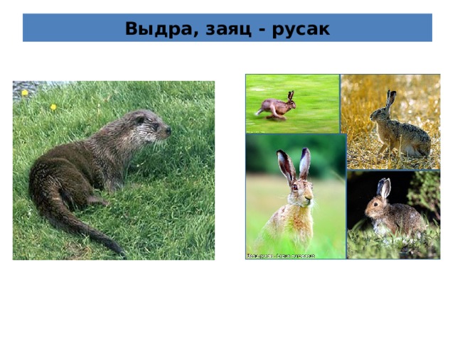 Выдра, заяц - русак 