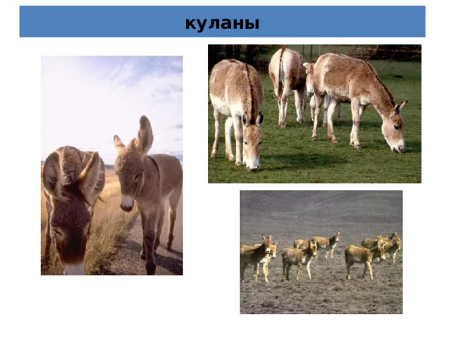 куланы 