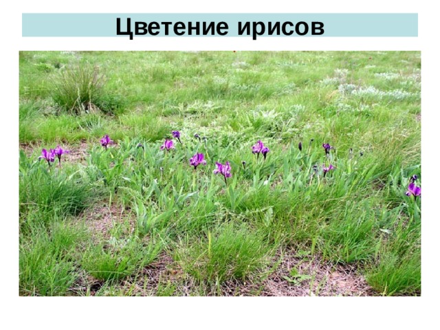 Цветение ирисов 
