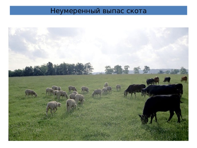 Неумеренный выпас скота 
