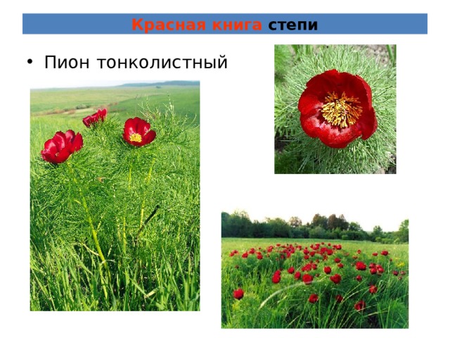 Красная книга степи Пион тонколистный 