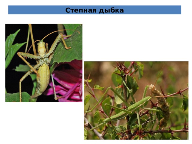 Степная дыбка 