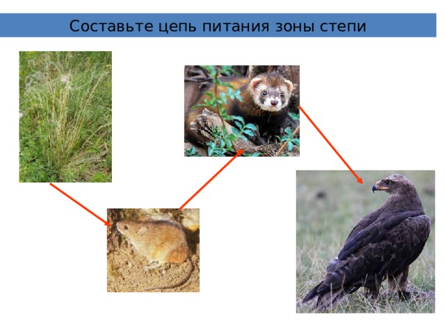 Составьте цепь питания зоны степи 