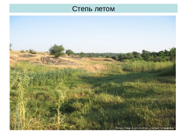 Степь летом 