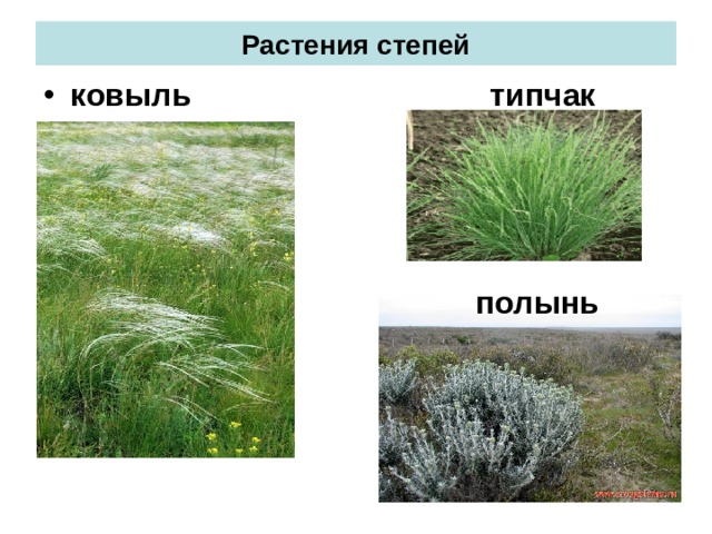 Растения степей ковыль  типчак  полынь 