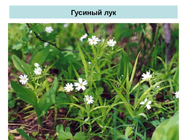 Гусиный лук 