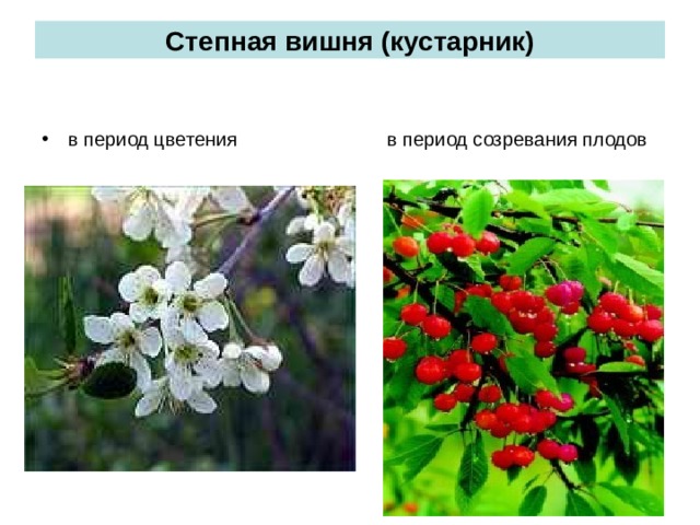 Степная вишня (кустарник) в период цветения в период созревания плодов 