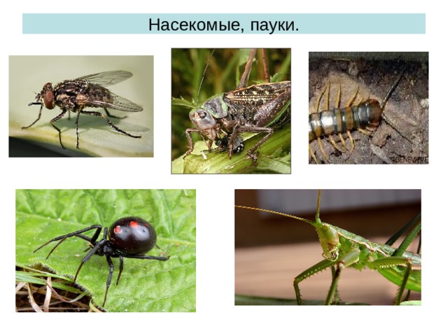 Насекомые, пауки. 