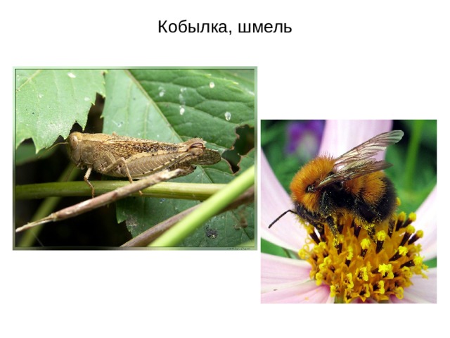 Кобылка, шмель 