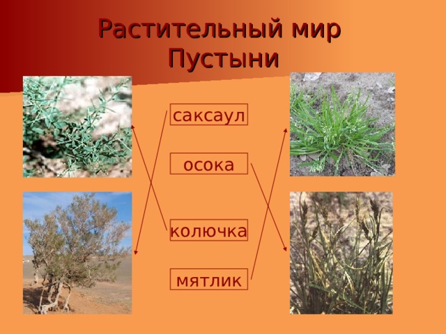 Растительный мир  Пустыни саксаул осока колючка мятлик 