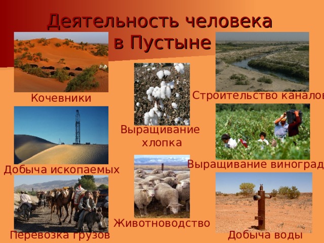 Деятельность человека  в Пустыне Строительство каналов Кочевники Выращивание хлопка Выращивание винограда Добыча ископаемых Животноводство Добыча воды Перевозка грузов 