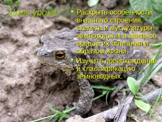 Цель урока: Раскрыть особенности внешнего строения, скелета и мускулатуры земноводных в связи со средой их обитания и образом жизни. Изучить происхождение и классификацию земноводных.  