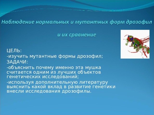 ЦЕЛЬ: -изучить мутантные формы дрозофил; ЗАДАЧИ: -объяснить почему именно эта мушка считается одним из лучших объектов генетических исследований; -используя дополнительную литературу выяснить какой вклад в развитие генетики внесли исследования дрозофилы. 