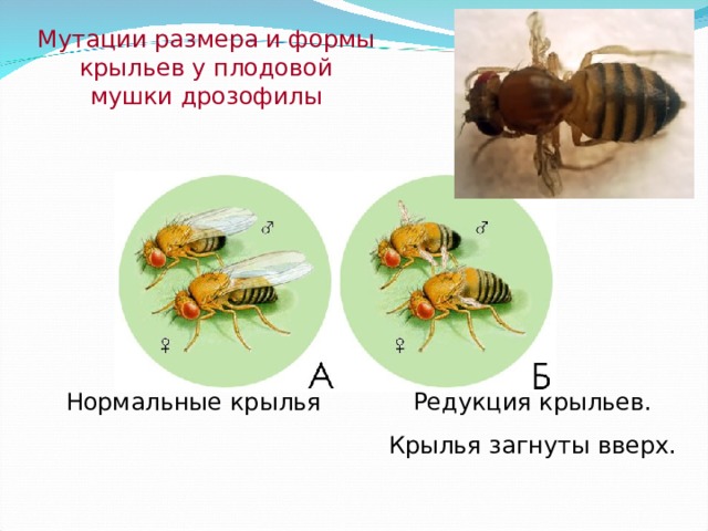 Мутации размера и формы крыльев у плодовой мушки дрозофилы Редукция крыльев. Крылья загнуты вверх. Нормальные крылья 
