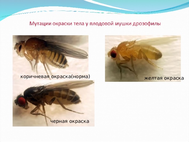 коричневая окраска(норма) желтая окраска черная окраска 