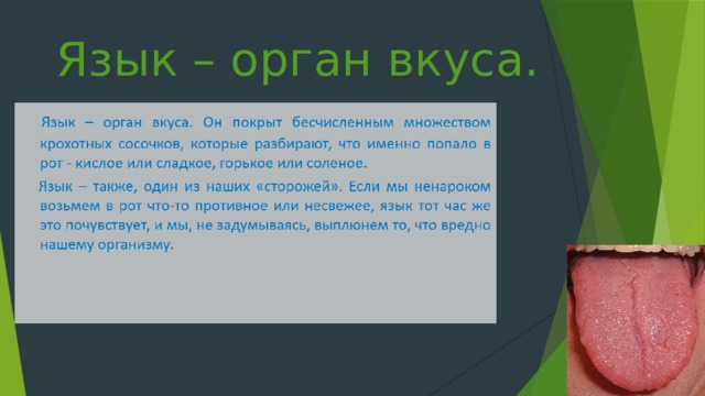 Язык – орган вкуса. 