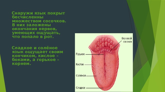 Снаружи язык покрыт бесчисленны множеством сосочков. В них заложены окончания нервов, умеющих ощущать, что попало в рот.   Сладкое и солёное язык ощущает своим кончиком, кислое – боками, а горькое – корнем.     