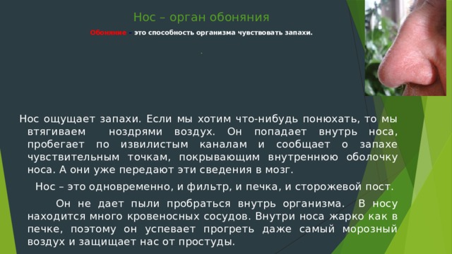 Нос – орган обоняния   Обоняние – это способность организма чувствовать запахи.    .  Нос ощущает запахи. Если мы хотим что-нибудь понюхать, то мы втягиваем ноздрями воздух. Он попадает внутрь носа, пробегает по извилистым каналам и сообщает о запахе чувствительным точкам, покрывающим внутреннюю оболочку носа. А они уже передают эти сведения в мозг.  Нос – это одновременно, и фильтр, и печка, и сторожевой пост.  Он не дает пыли пробраться внутрь организма. В носу находится много кровеносных сосудов. Внутри носа жарко как в печке, поэтому он успевает прогреть даже самый морозный воздух и защищает нас от простуды. 