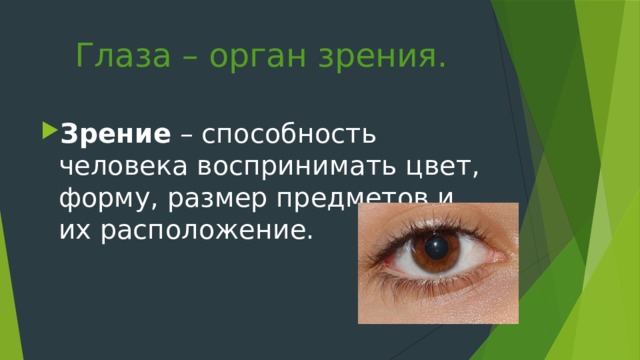 Глаза – орган зрения. Зрение – способность человека воспринимать цвет, форму, размер предметов и их расположение. 