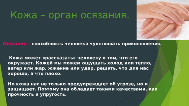 Кожа – орган осязания. Осязание – способность человека чувствовать прикосновения.   Кожа может «рассказать» человеку о том, что его окружает. Кожей мы можем ощущать холод или тепло, ветер или жар, жжение или удар, решить, что для нас хорошо, а что плохо.   Но кожа нас не только предупреждает об угрозе, но и защищает. Поэтому она обладает такими качествами, как прочность и упругость.    
