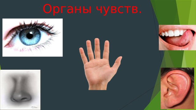Органы чувств. 