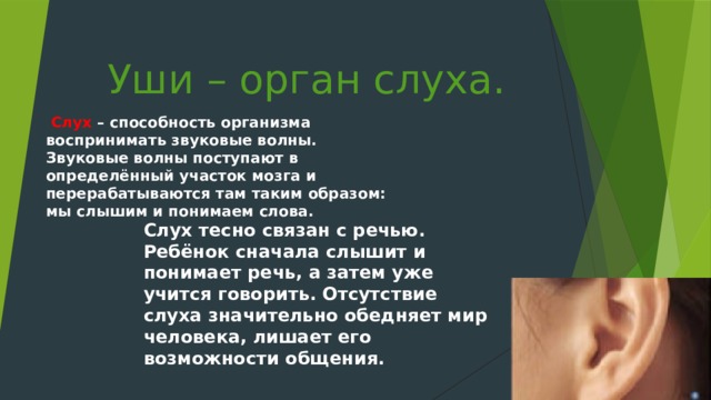 Уши – орган слуха.  Слух – способность организма воспринимать звуковые волны. Звуковые волны поступают в определённый участок мозга и перерабатываются там таким образом: мы слышим и понимаем слова.   Слух тесно связан с речью. Ребёнок сначала слышит и понимает речь, а затем уже учится говорить. Отсутствие слуха значительно обедняет мир человека, лишает его возможности общения.   