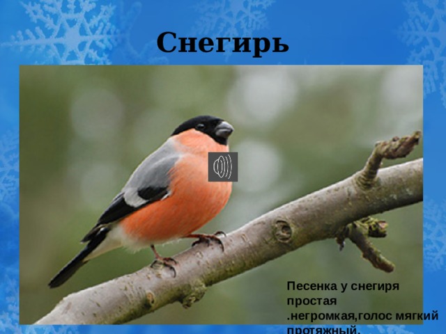 Снегирь Песенка у снегиря простая .негромкая,голос мягкий протяжный. 