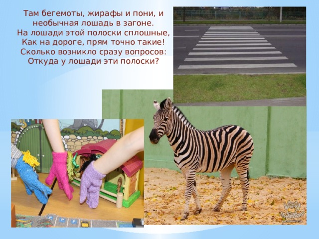Там бегемоты, жирафы и пони, и необычная лошадь в загоне. На лошади этой полоски сплошные, Как на дороге, прям точно такие! Сколько возникло сразу вопросов: Откуда у лошади эти полоски? 