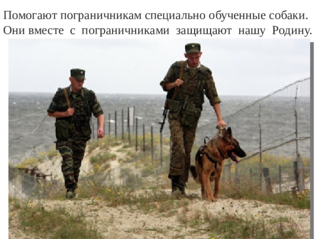 Помогают пограничникам специально обученные собаки. Они вместе с пограничниками защищают нашу Родину. 