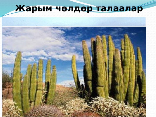  Жаратылыш зоналары артктикалык чөл тундра, токой тундрасы бийик тоолуу аймак тайга аралаш токойлор прерия чөлдөр жарым чөлдөр токойлор ийне жалб-туу токой сейрек токойлор 