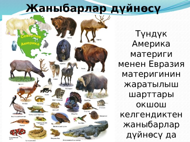  Тундра  Арктикалык чөл  Тайга  Прерия 