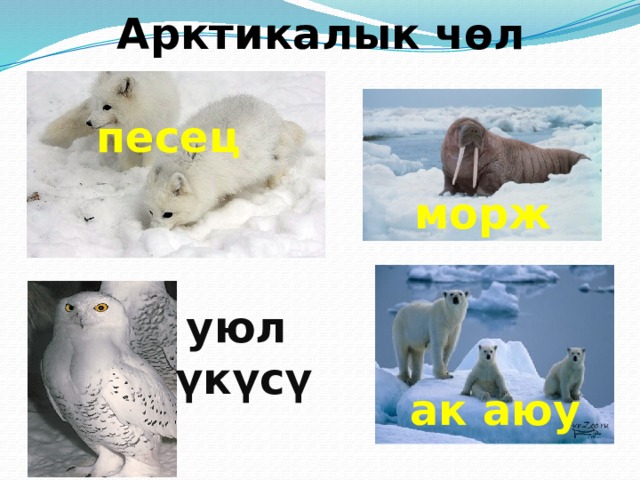 Жарым чөлдөр талаалар 