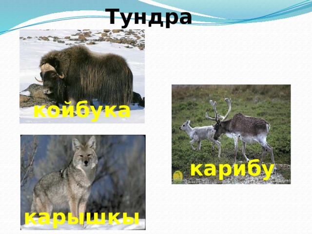 Жаныбарлар дүйнөсү Түндүк Америка материги менен Евразия материгинин жаратылыш шарттары окшош келгендиктен жаныбарлар дүйнөсү да окшош болушат. 