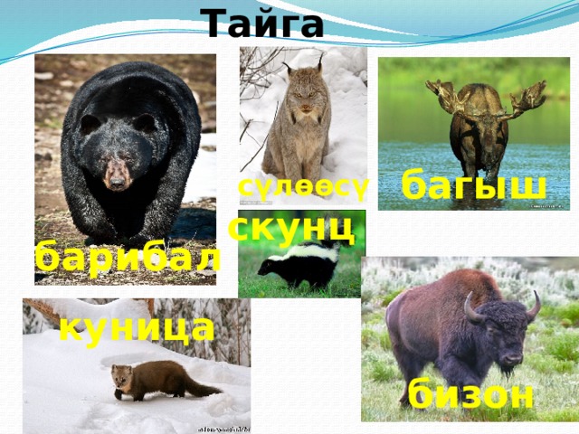  Арктикалык чөл песец морж уюл үкүсү ак аюу 