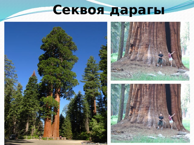  Тундра койбука карибу карышкыр 